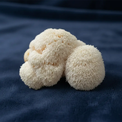 Лъвска грива